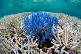 Fototapeta Do akwarium - Fluorescing coral among bleached reef