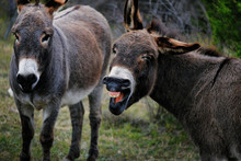 Cute Mini Donkey With Funny Face From Braying On Farm.