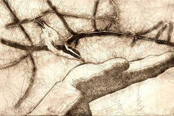 Poster - Sketch of a Red Breasted Nuthatch Being Fed from a Hand