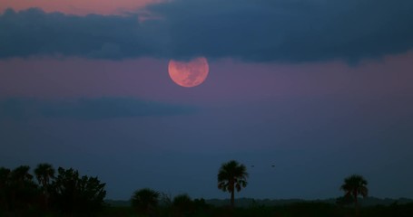 Wall Mural - Red Full moon at sunset in the Everglades against blue cloudy sky with palm trees and birds flying in slow motion.