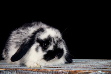 Wall Mural - little rabbit sitting on a wooden box on a black background