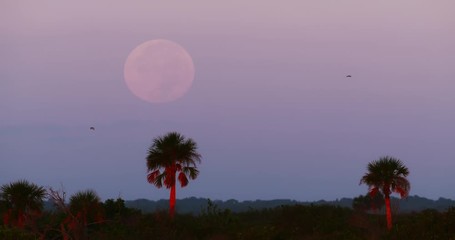 Wall Mural - Full moon at sunset in the Everglades against blue cloudy sky with palm trees and birds flying in slow motion.