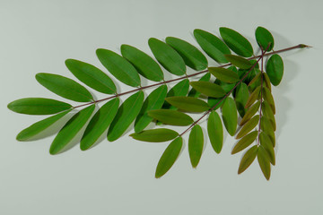 3 branches and the color of the leaves that change over time.