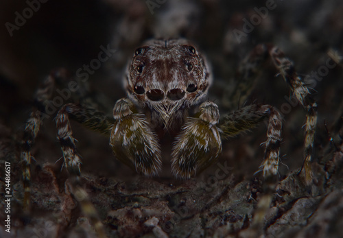 Plakat Extreme Spider Macro