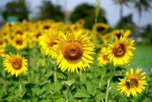 THE GIANT SUNFLOWERS FIELD