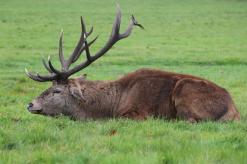 Stag 