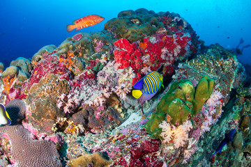 Colorful tropical fish swimming around a coral reef in Thailand