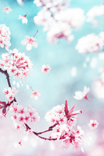 Natural Spring And Summer Background. Delicate White And Pink Cherry Flowers In The Spring Garden.