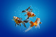 Underwater collage of aquarium fish, Colourful goldfish blue on background with bubbles