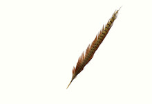 Feather With Pheasant Tail On A White Background.