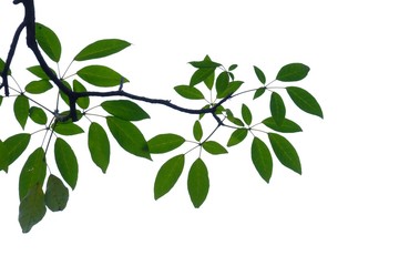 tropical tree leaves growing in botanical garden on white isolated background for green foliage back