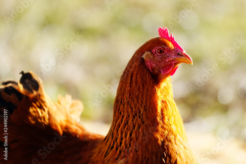 Plakat brązowy kurczak na słońcu