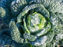 Closeup Of Green Cabbage With Wintry Frost