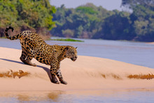 Jaguar, Panthera Onca, Female, Cuiaba River, Porto Jofre, Pantanal Matogrossense, Mato Grosso Do Sul, Brazil