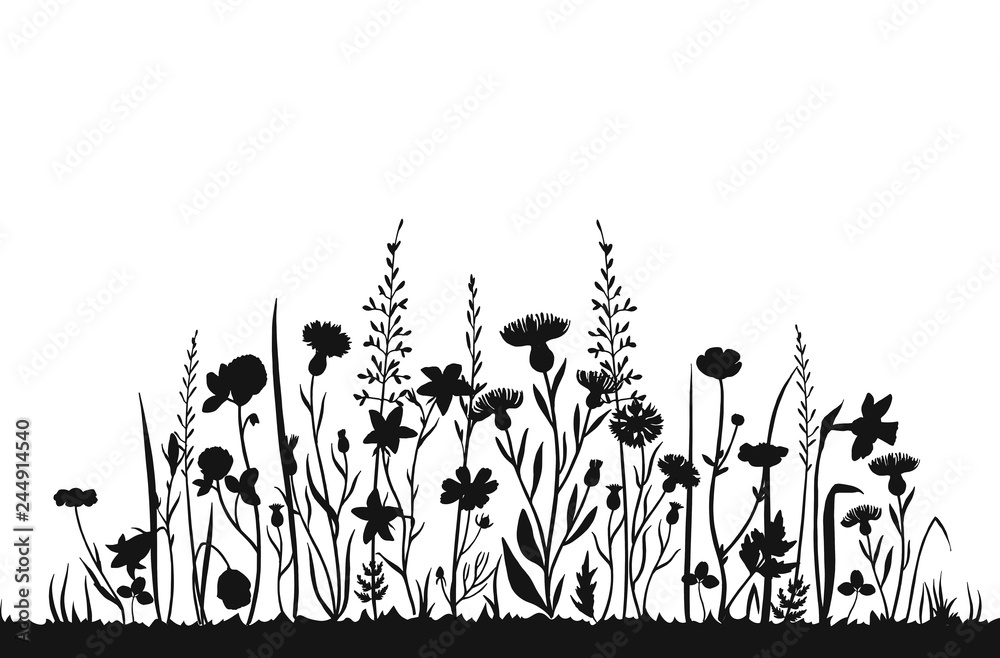 Wildflower silhouettes. Wild grass spring field. Herbal summer vector background. Wildflower on meadow, botanical plant black silhouette illustration - obrazy, fototapety, plakaty 