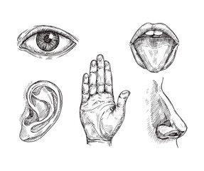sense organs. hand drawn mouth and tongue, eye, nose, ear and hand palm. engraving five senses vecto