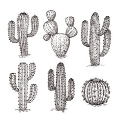 Wall Mural - Sketch cactus. Hand drawn desert cactuses. Vintage engraving western mexican plants vector set. Desert cactus collection, engraving tropical cacti illustration