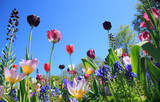 Fototapeta Tulipany - Blumenwiese im Frühling