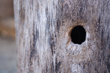 Wall Mural - Close-up Of old wood with a hole in the middle for bee entrance.