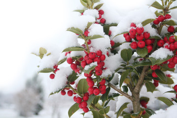 Wall Mural - Holly bush with beautiful red berries covered by snow in the garden in winter season. Ilex cornuta 