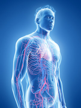 3d rendered medically accurate illustration of the human heart and vascular system
