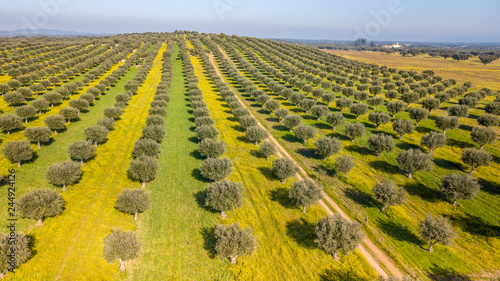 Cuadros en Lienzo Drone aerial view of olive grove in Alentejo Portugal
