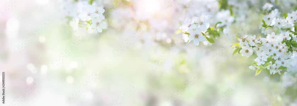 Spring time with cherry blossoms - obrazy, fototapety, plakaty 