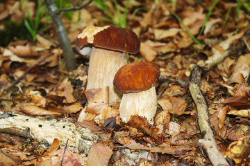 Two little boletus edulis in wood