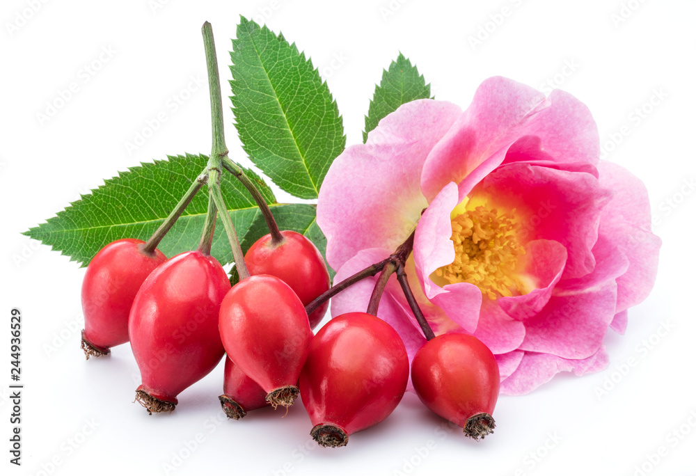 Rose hips with rose leaves isolated on a white background. - obrazy, fototapety, plakaty 