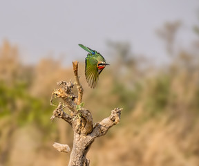 Wall Mural - White-fronted Bee-eater