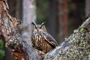 eagle owl, bubo bubo in the forest