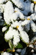 verschneiter Rhododendron