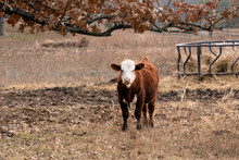 Cow Standing In A Pasture On A Cattle Ranch In Oklahoma 