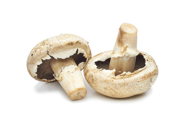 Champignon mushrooms artificially grown on a white background