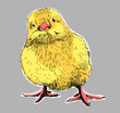 chick 03