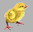 chick 02