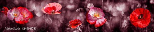 summer meadow with red poppy