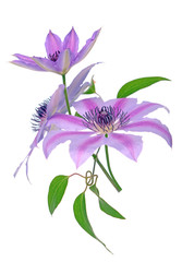 Wall Mural - clematis