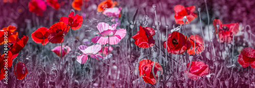summer meadow with red poppies