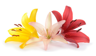 Wall Mural - Lily flower on white table