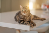 Fototapeta Koty - Beautiful short hair cat lying on white table at home