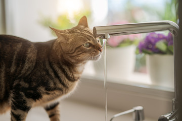 Wall Mural - Beautiful short hair cat drinking water from the tap at the kitchen