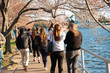 A group of tourists walk along the Tidal Basin hoping to see the cherry blossoms. 