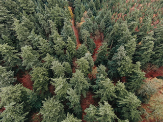 Looking Down On Forest