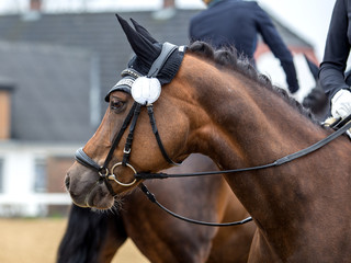 Wall Mural - Portrait of bay horse