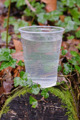 plastic cup with water on a wooden log