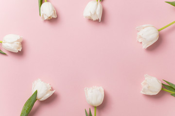 Wall Mural - White tulip flowers on a pastel pink background