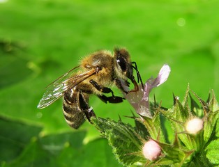 Beautiful  bee on a lamium flower on natural green leaves background, closeup 