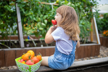 Little girl in the garden, holding red organic tomato