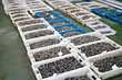 Fresh Clams on crates in the fish market. Ruditapes philippinarum. Bivalve mollusc of Galicia Spain